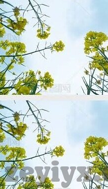 伦理中文主播-伦理视角下的中文主播，责任与挑战的交织